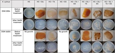 Bioconversion of Terephthalic Acid and Ethylene Glycol Into Bacterial Cellulose by Komagataeibacter xylinus DSM 2004 and DSM 46604